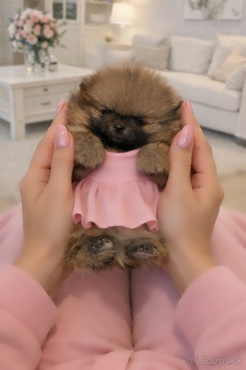 🎀 Pomeranian Luxurry 🎀