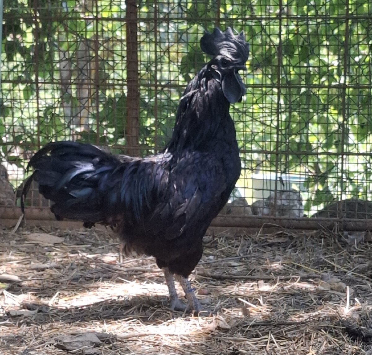 Ayam cemani