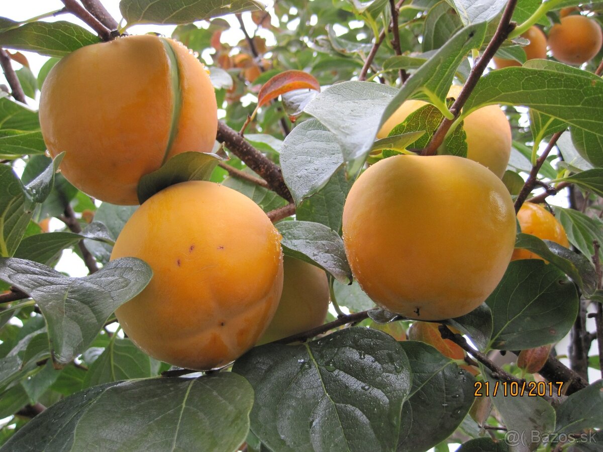 Hurmi kaki - Ebenovnik rajčiakovy rodiaci stromček na predaj
