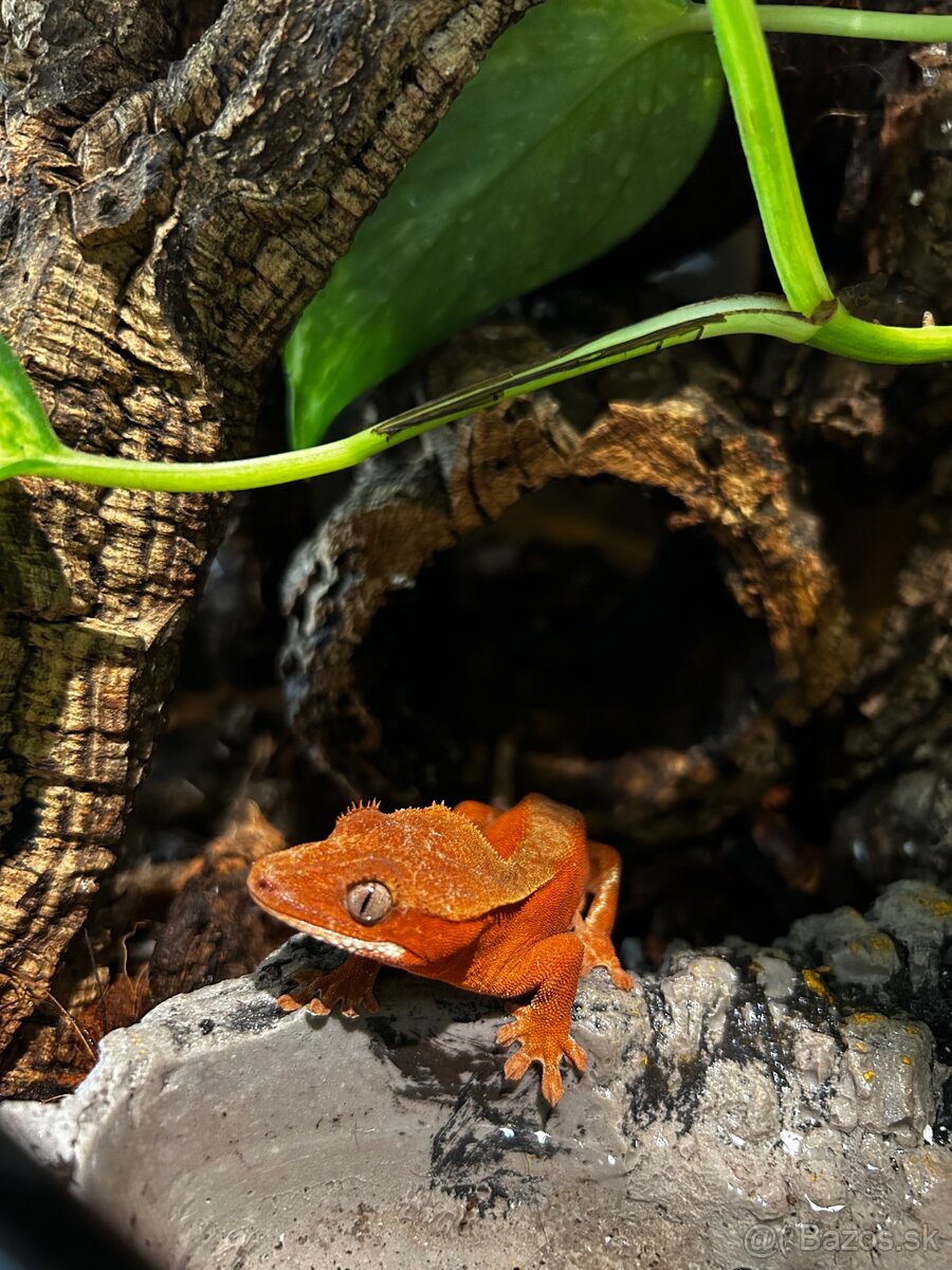Pagekon riasnaty - red