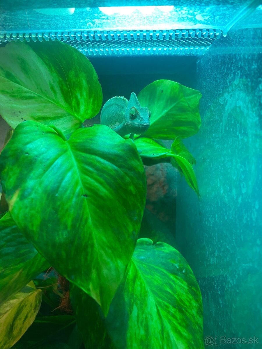 Chameleón jemensky