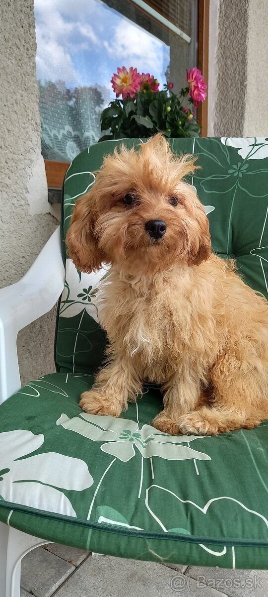 Cavapoo