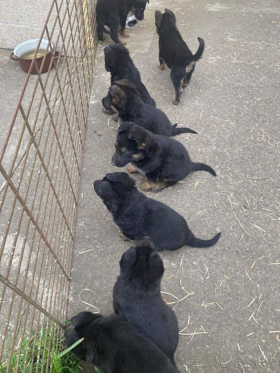 Predám šteniatka čistokrvné NO typu Rex