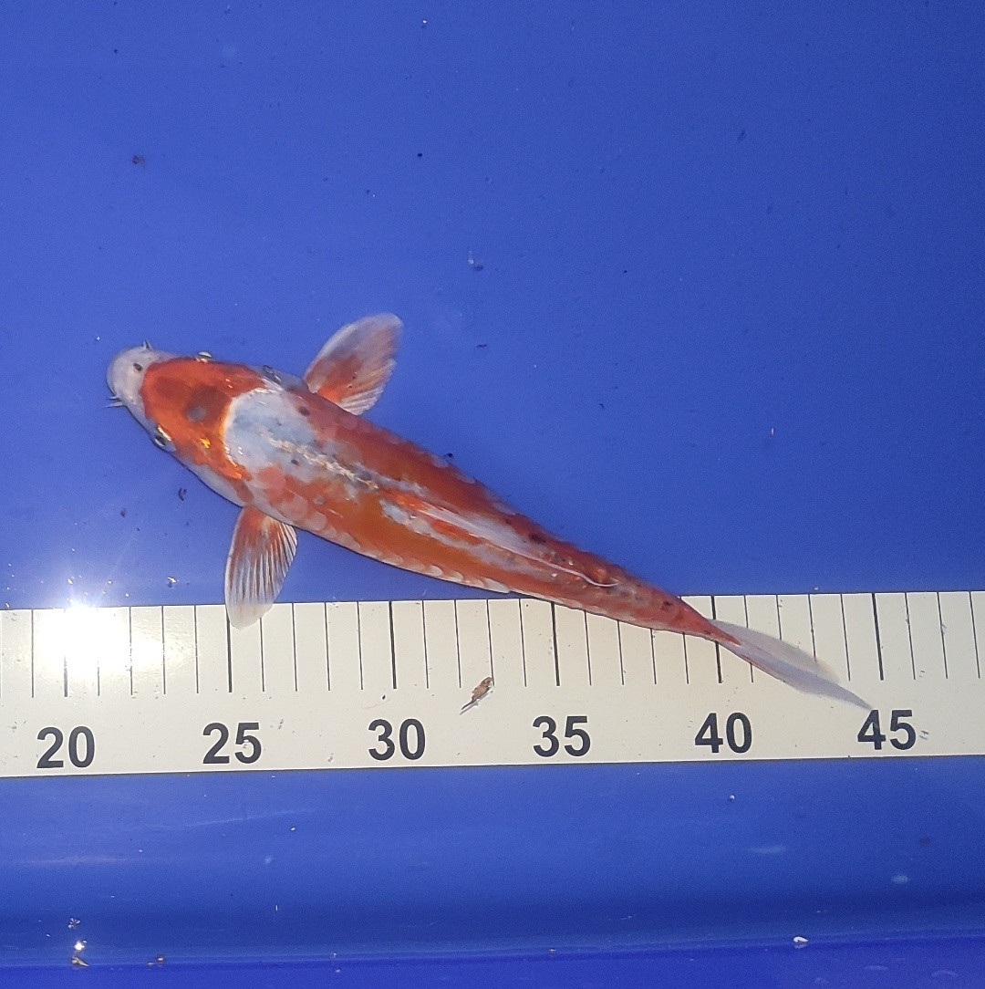 Koi kapor