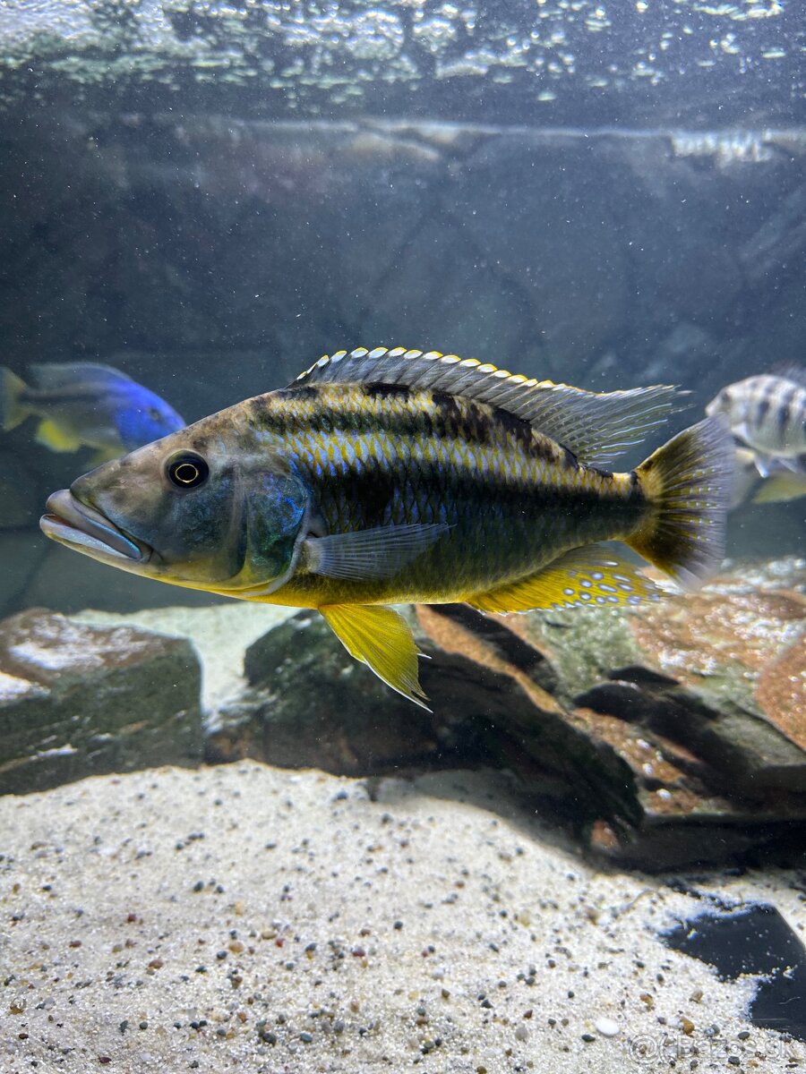 Tyranochromis