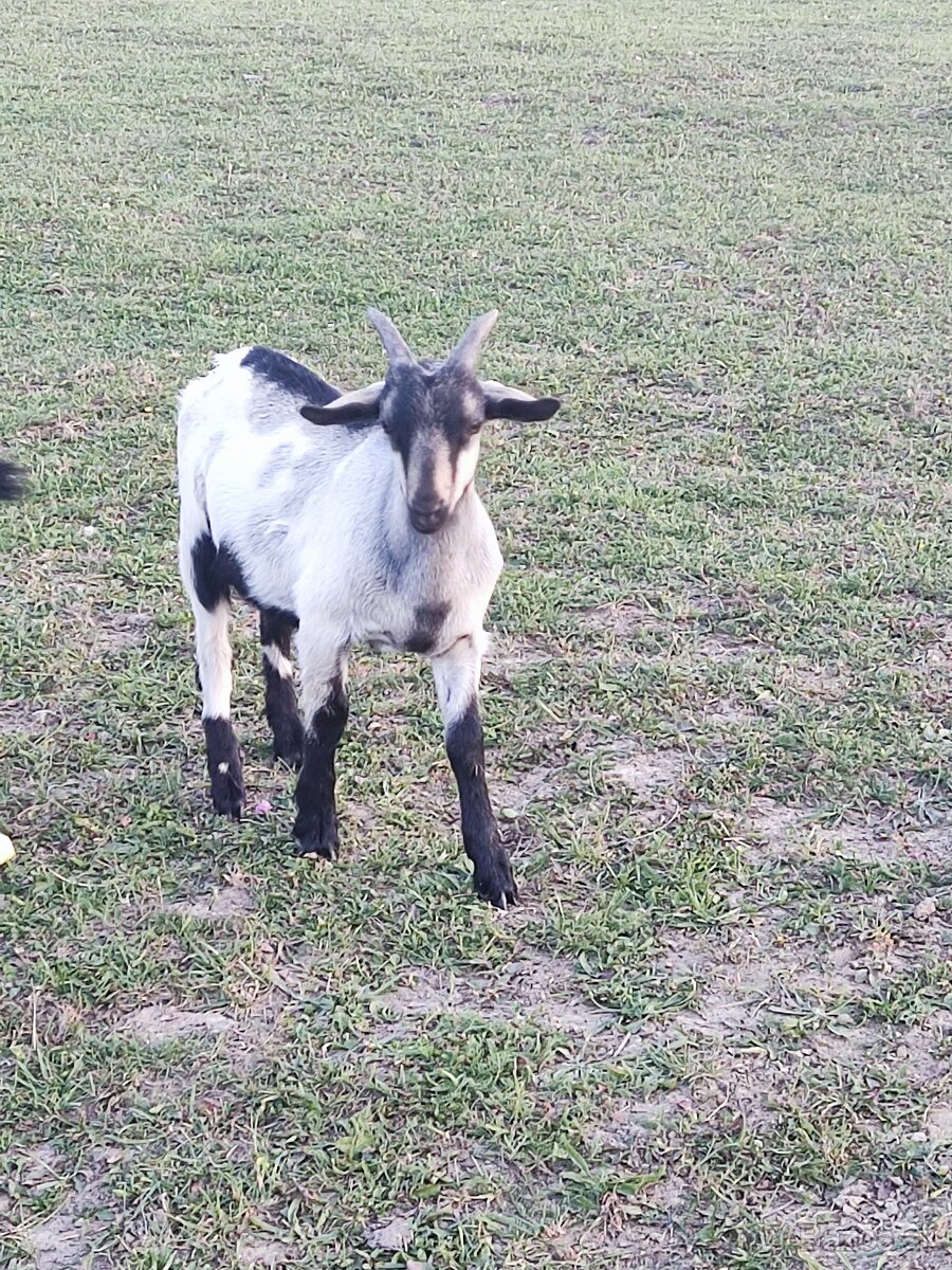 Capko