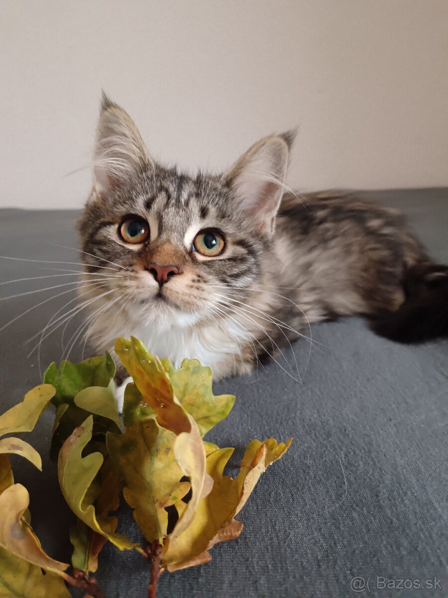 Maine coon