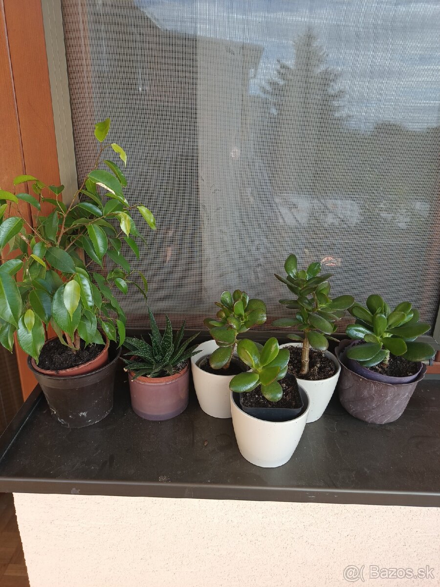 Predám tučnolist po 1.50€ a Fikus Benjamin 4€