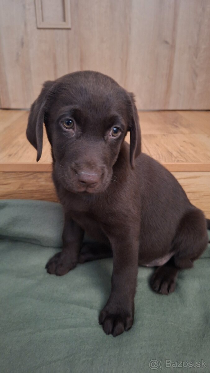 Malá labradorka