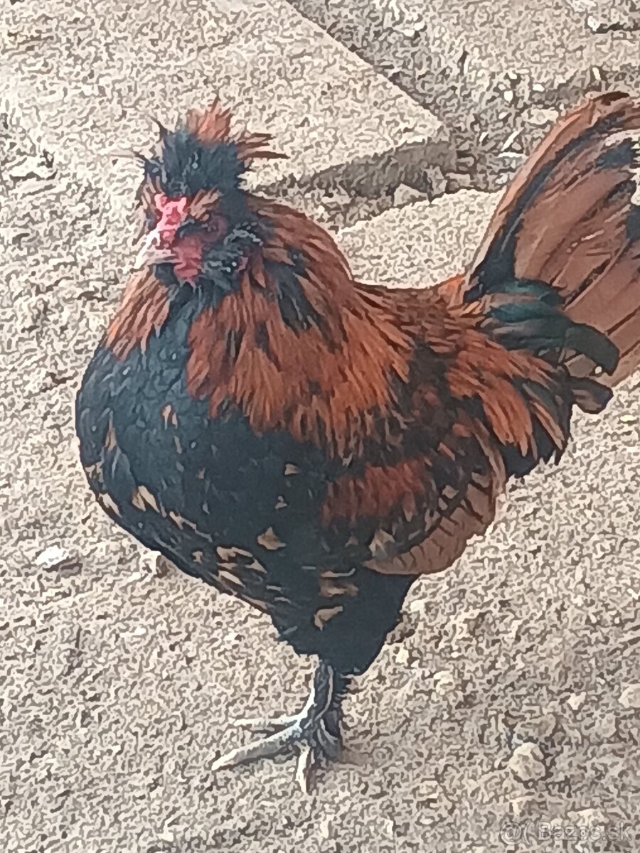 Kohút Pavlovská kura