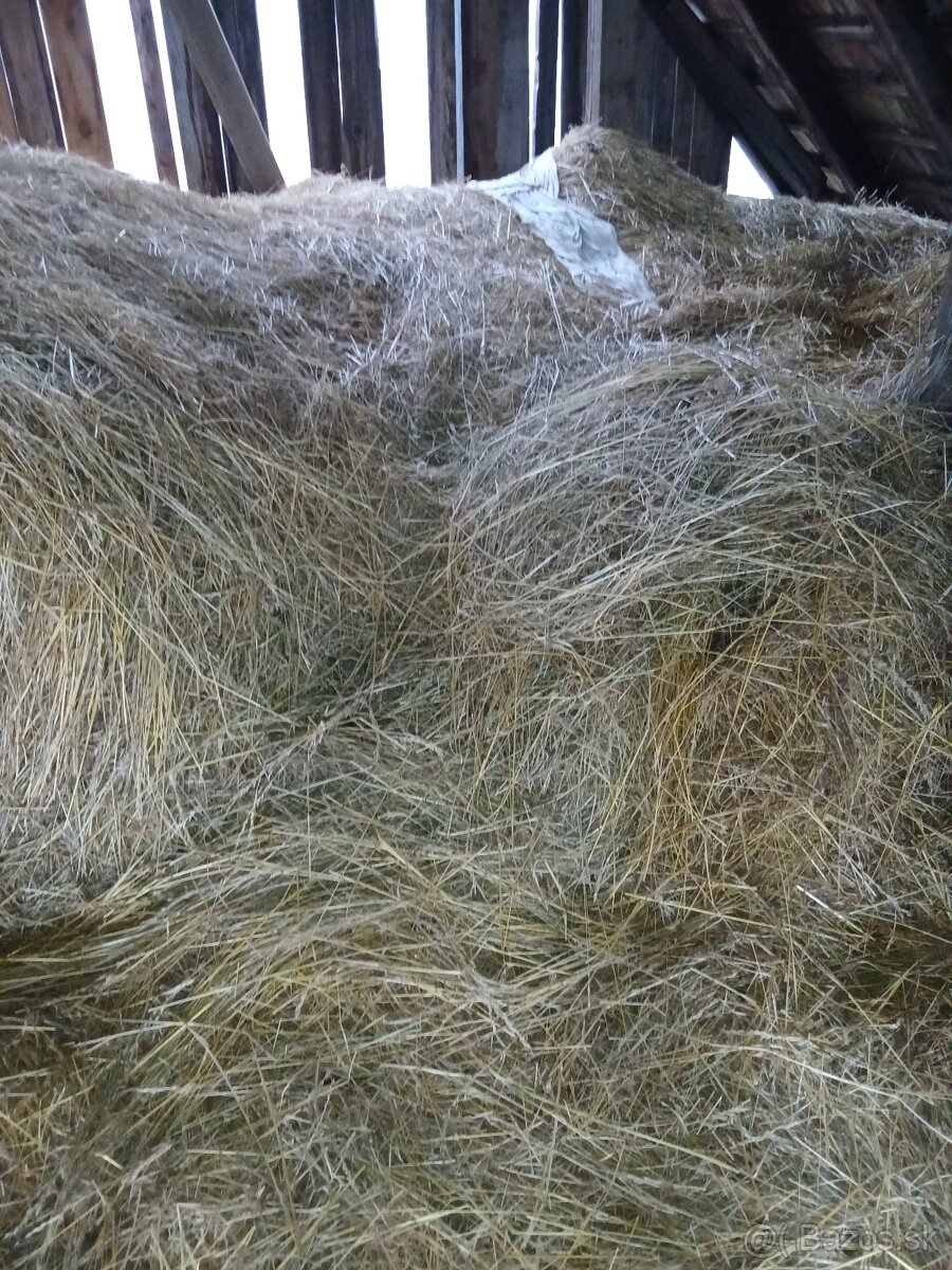 Seno, darujem za odvoz