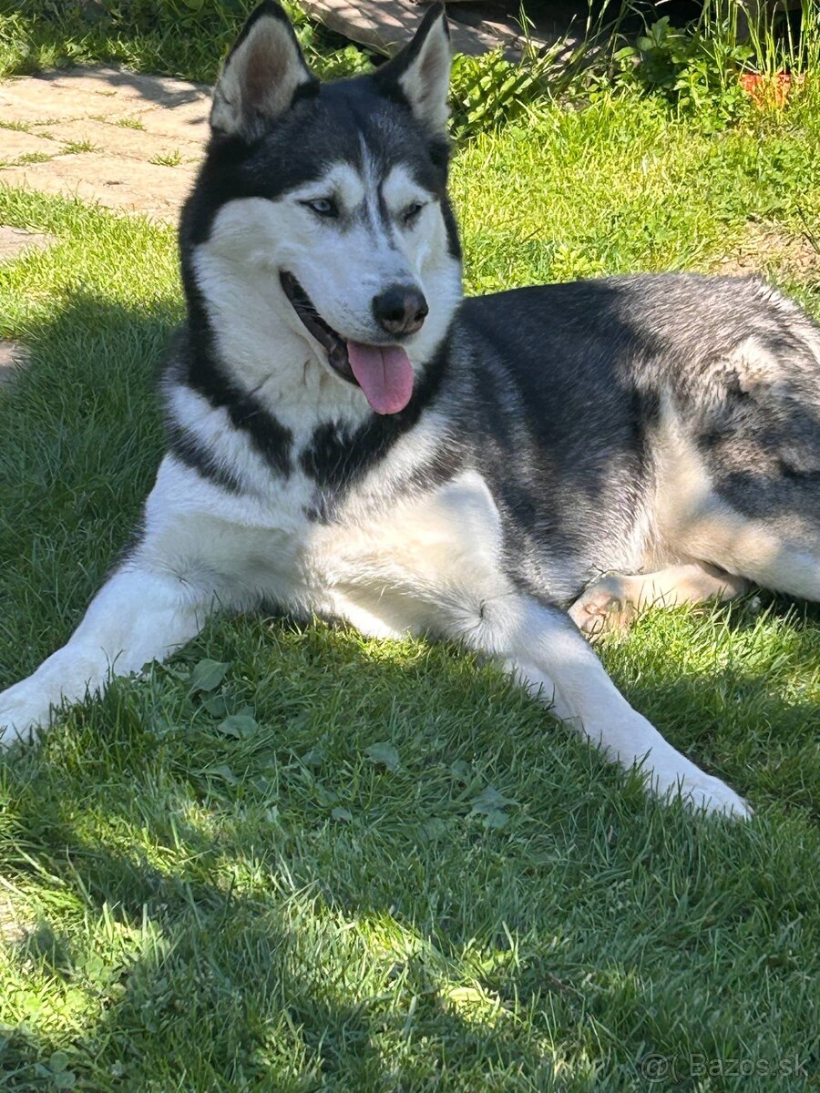 Darujem fenu Husky