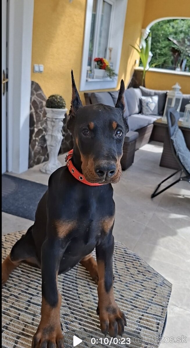 DOBERMAN ŠTENIATKA S FCI P.P.