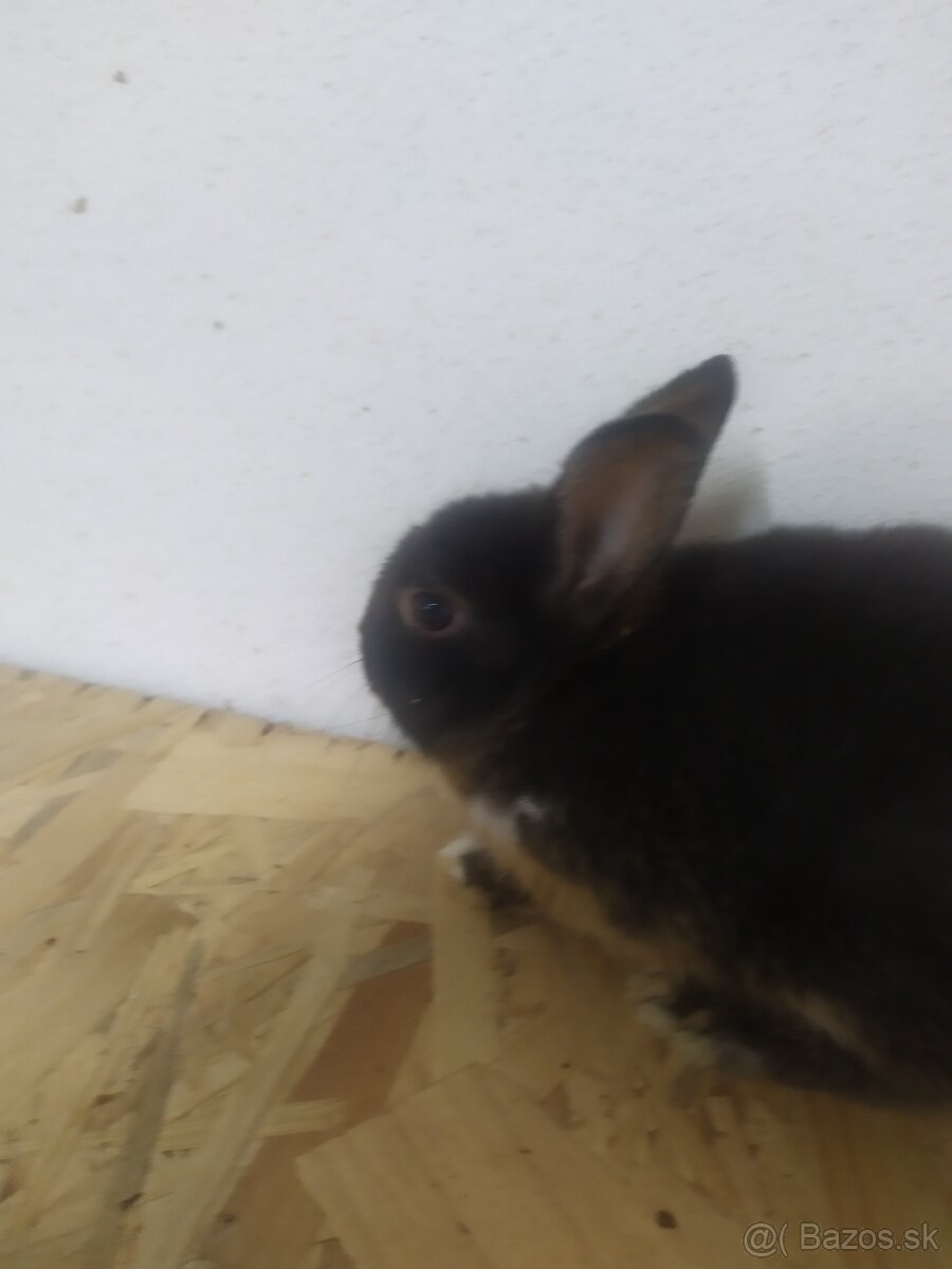 zakrslí králíčci,kluci ,samci