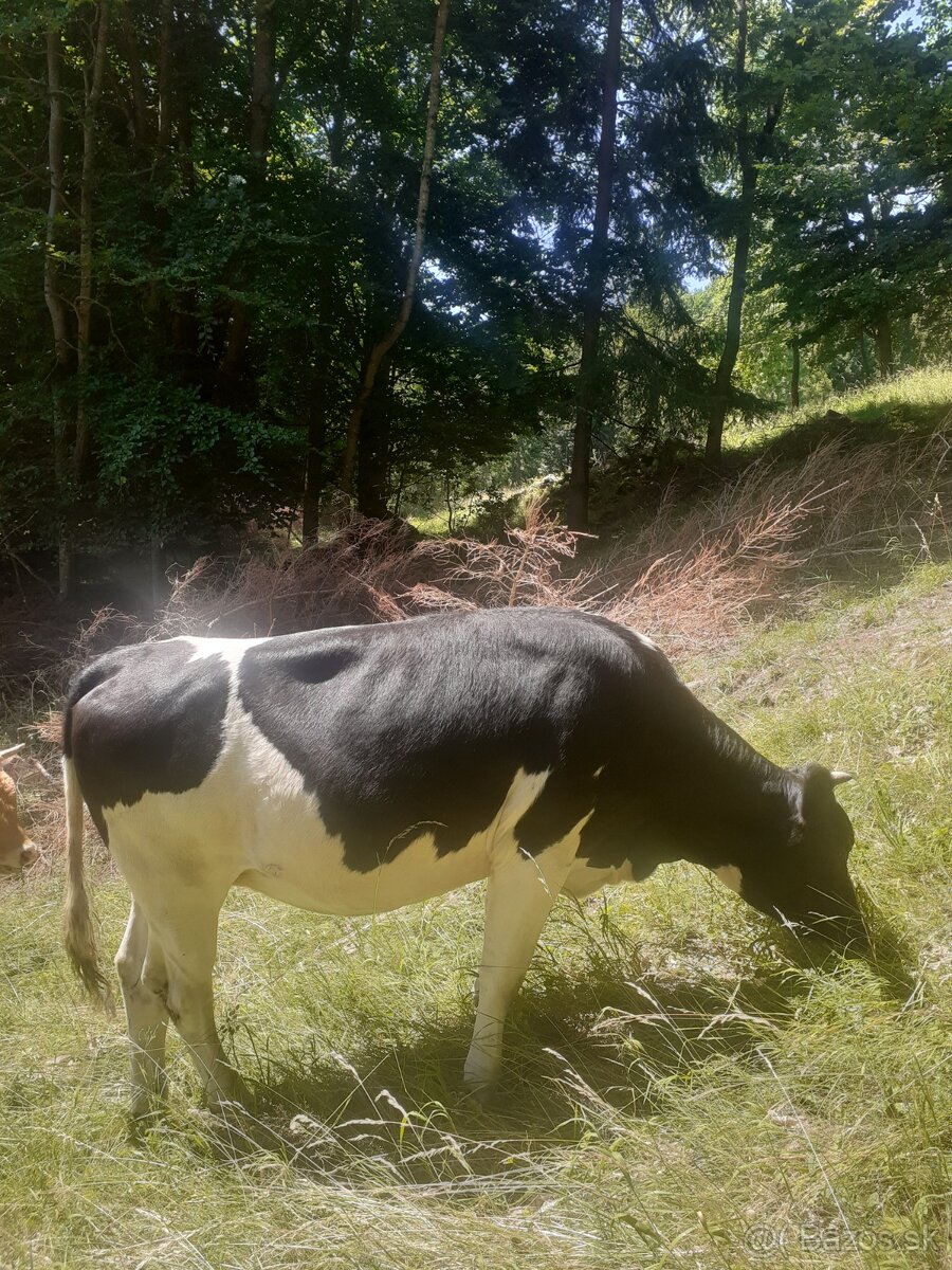 Jalovica
