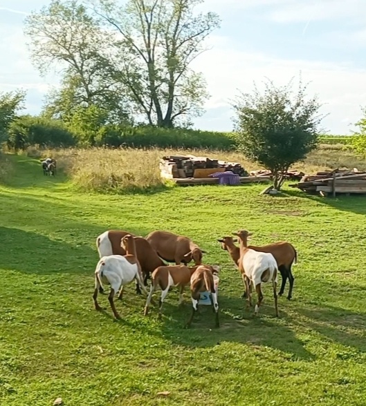 Predám Kamerúnske ovce