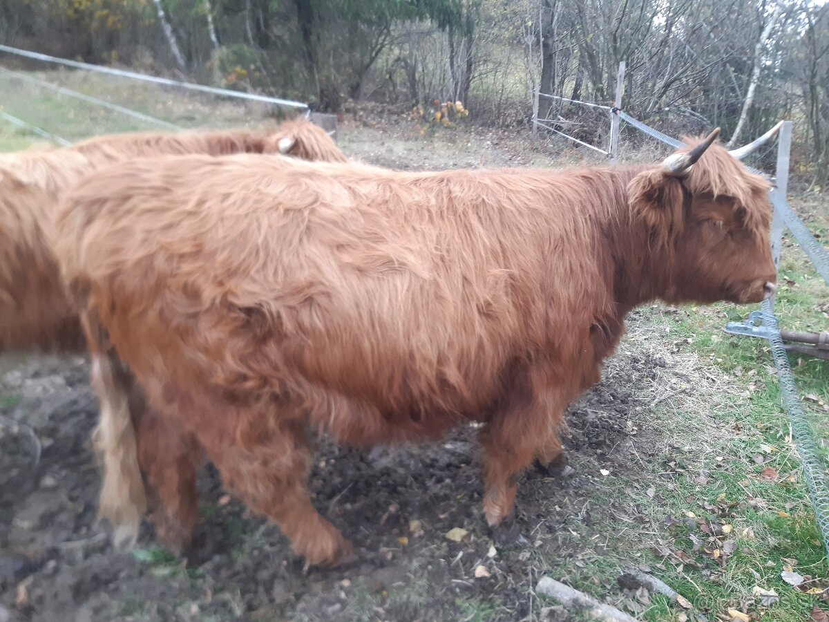 Ponúkam na predaj hovädzie mäso Higland