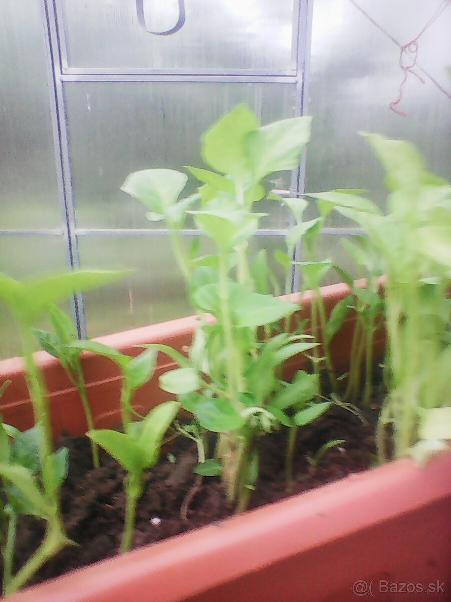 PLANTA PAPRIKA