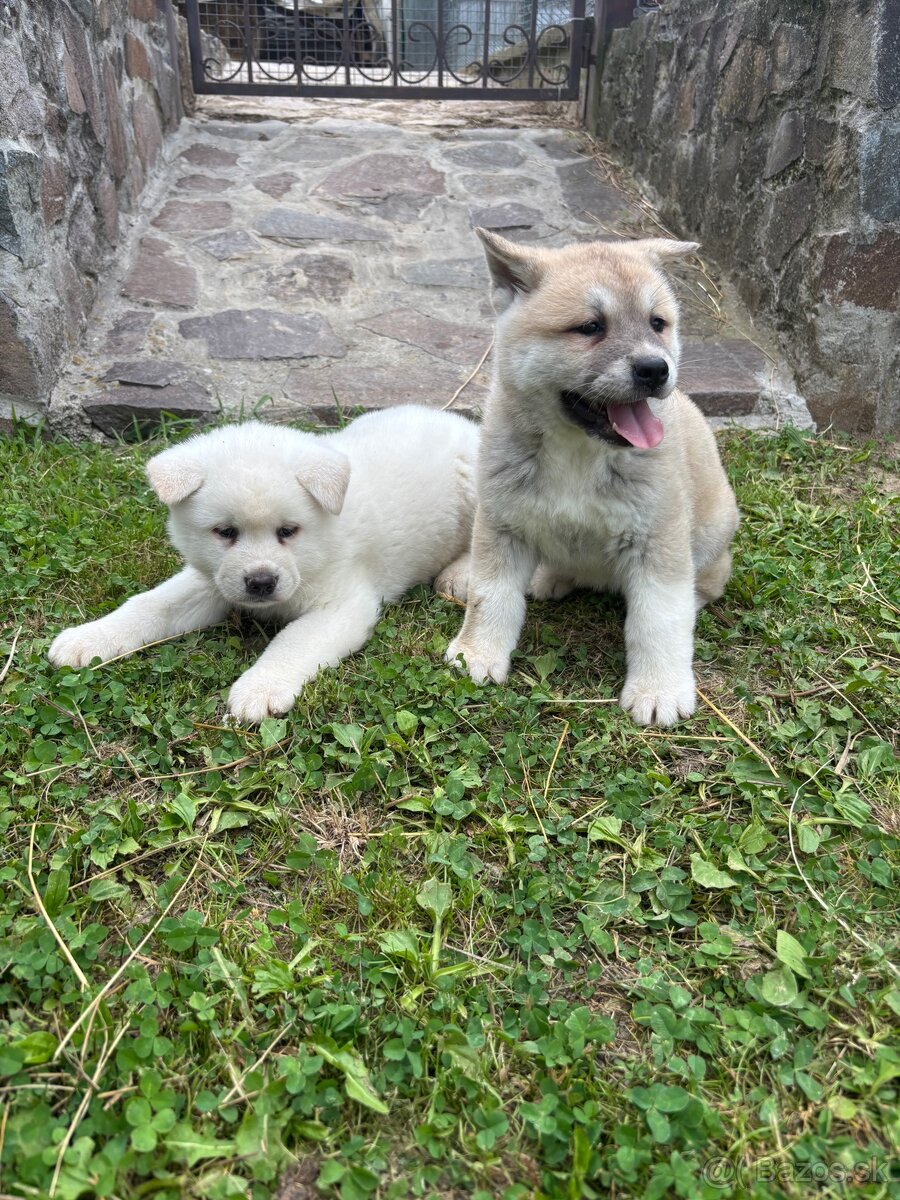 Akita inu