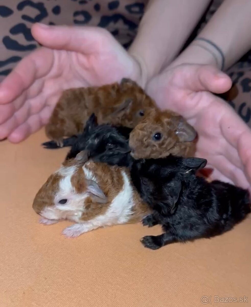 5 týždňové morčiatka