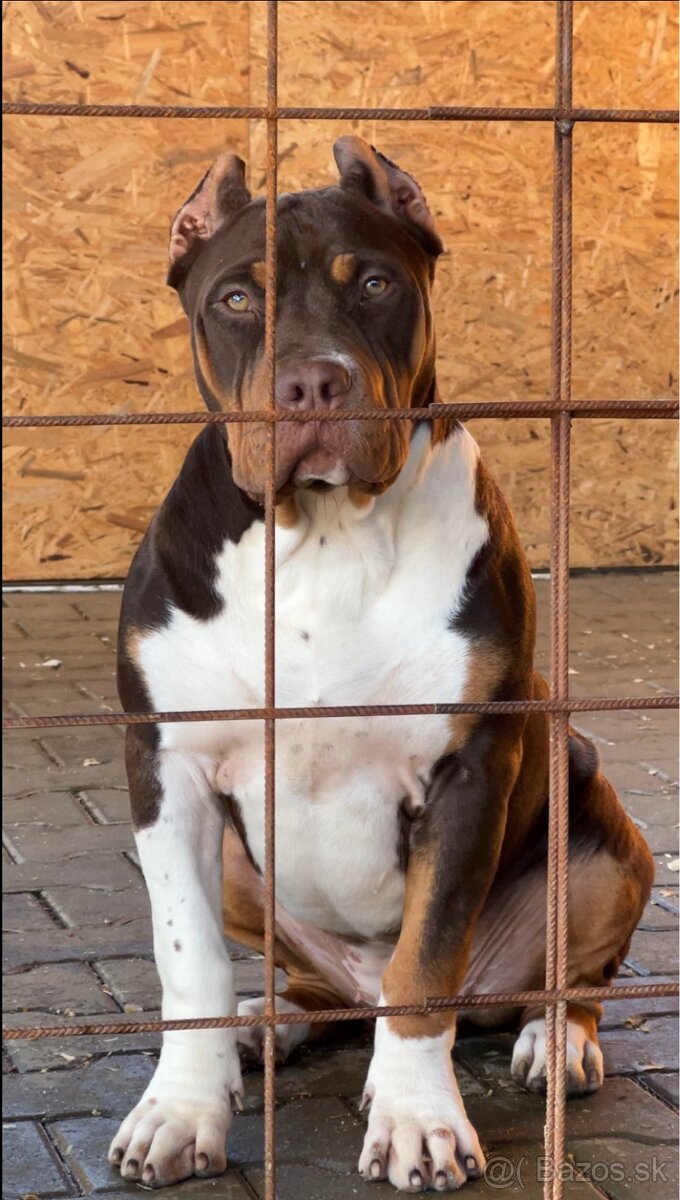 American bully xl