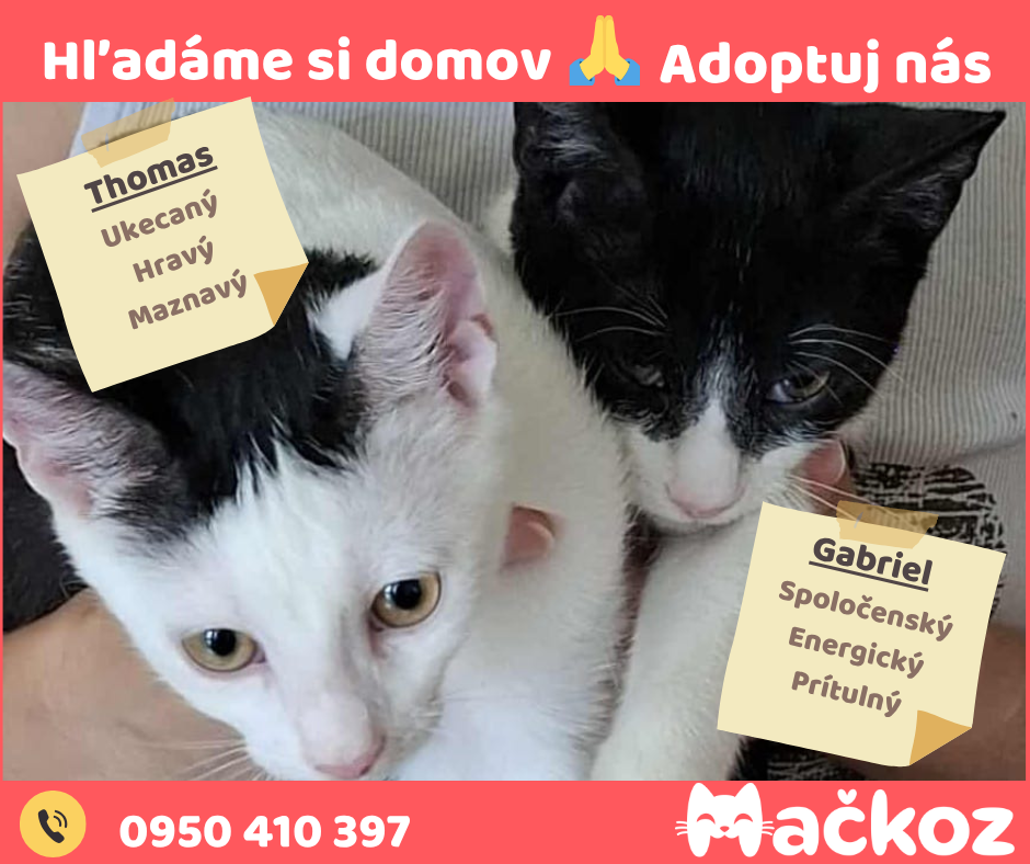 THOMAS a GABRIEL - DARUJEM KOCURIKA / KOCURIKOV NA ADOPCIU