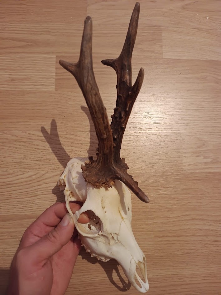 Trofej trofeje parohy parožie zhody,,,