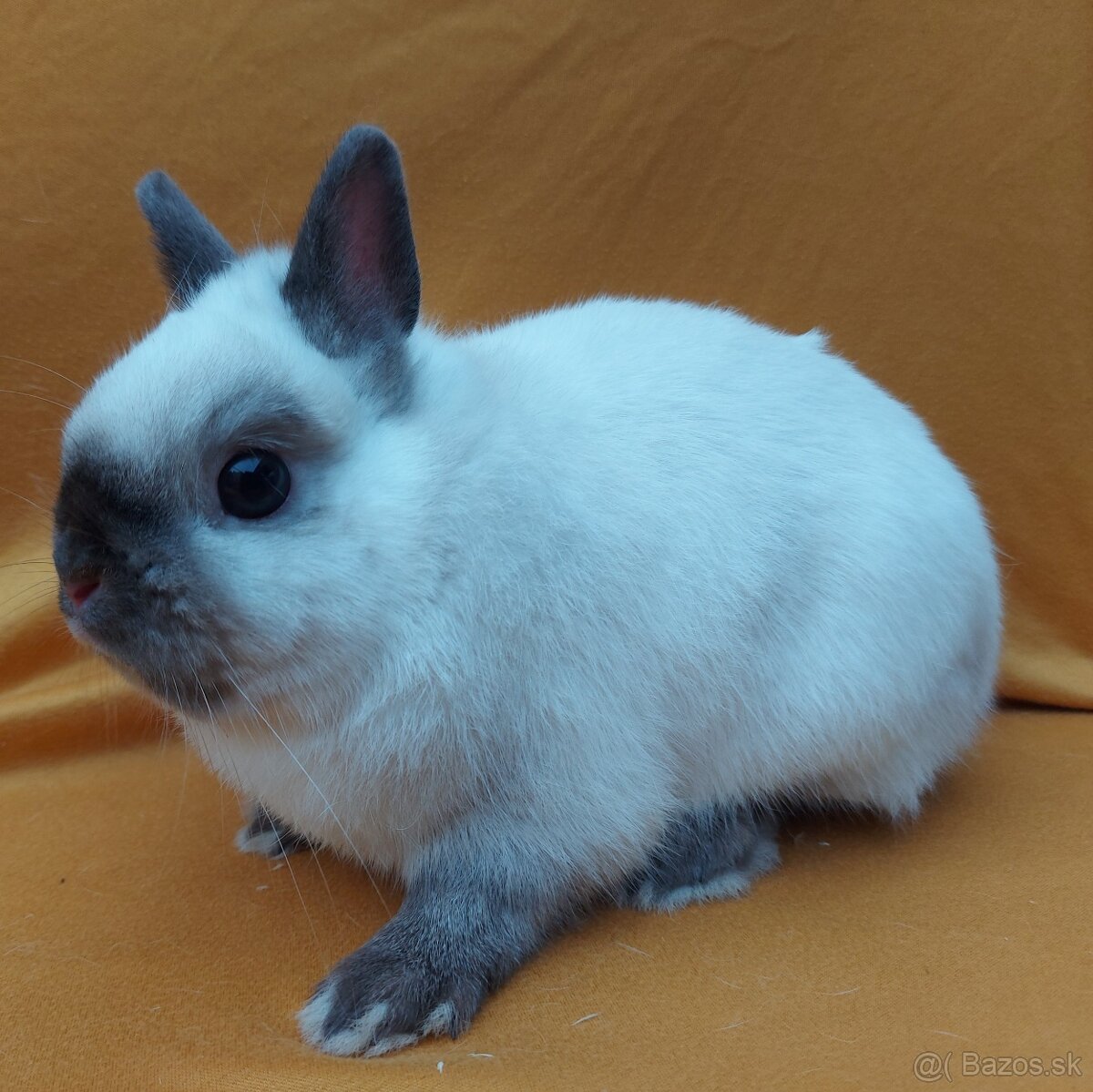 Zdrobnený siamsky žltý