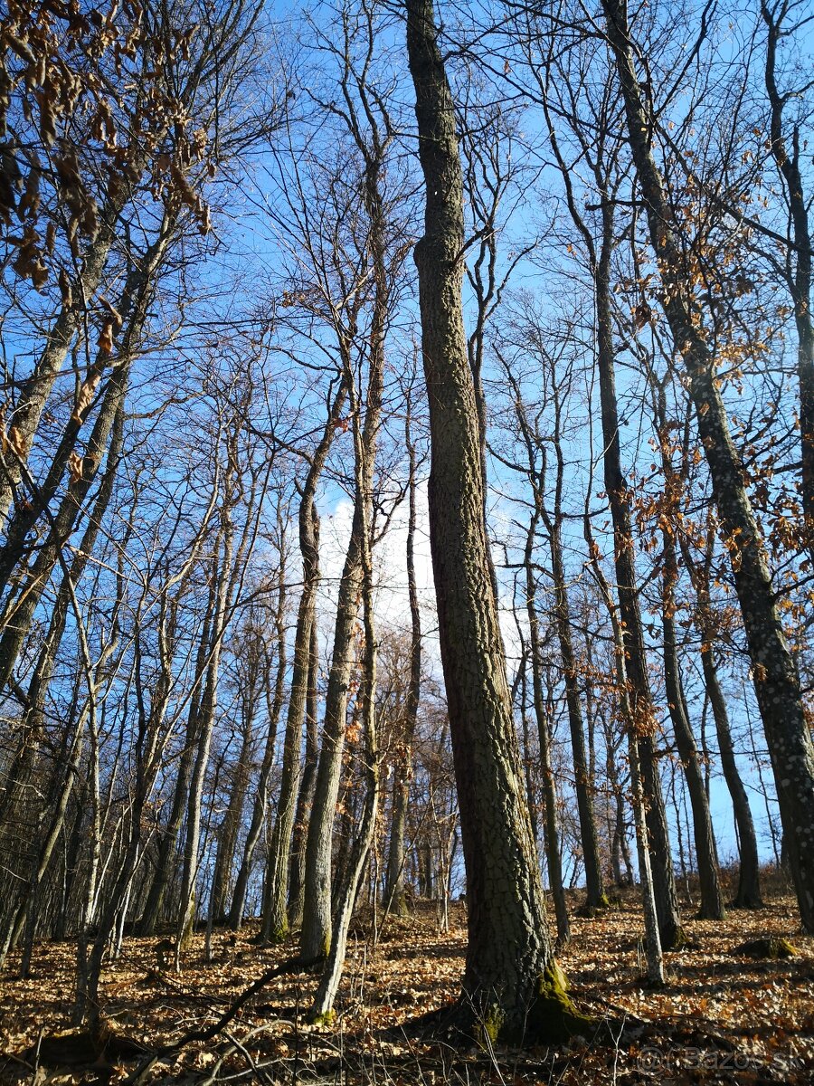 Lesný pozemok Budikovany, výmery 4547m2,7518m2,