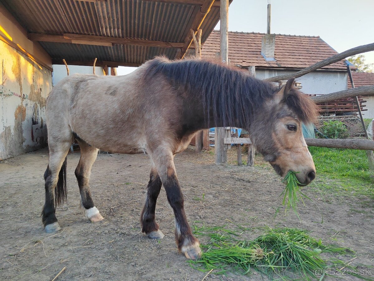Predám poníka