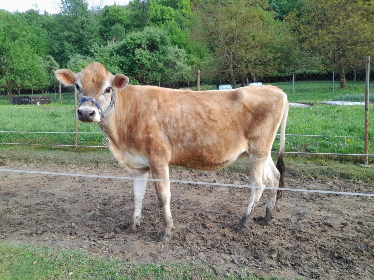 Jalovica plemena Jersey