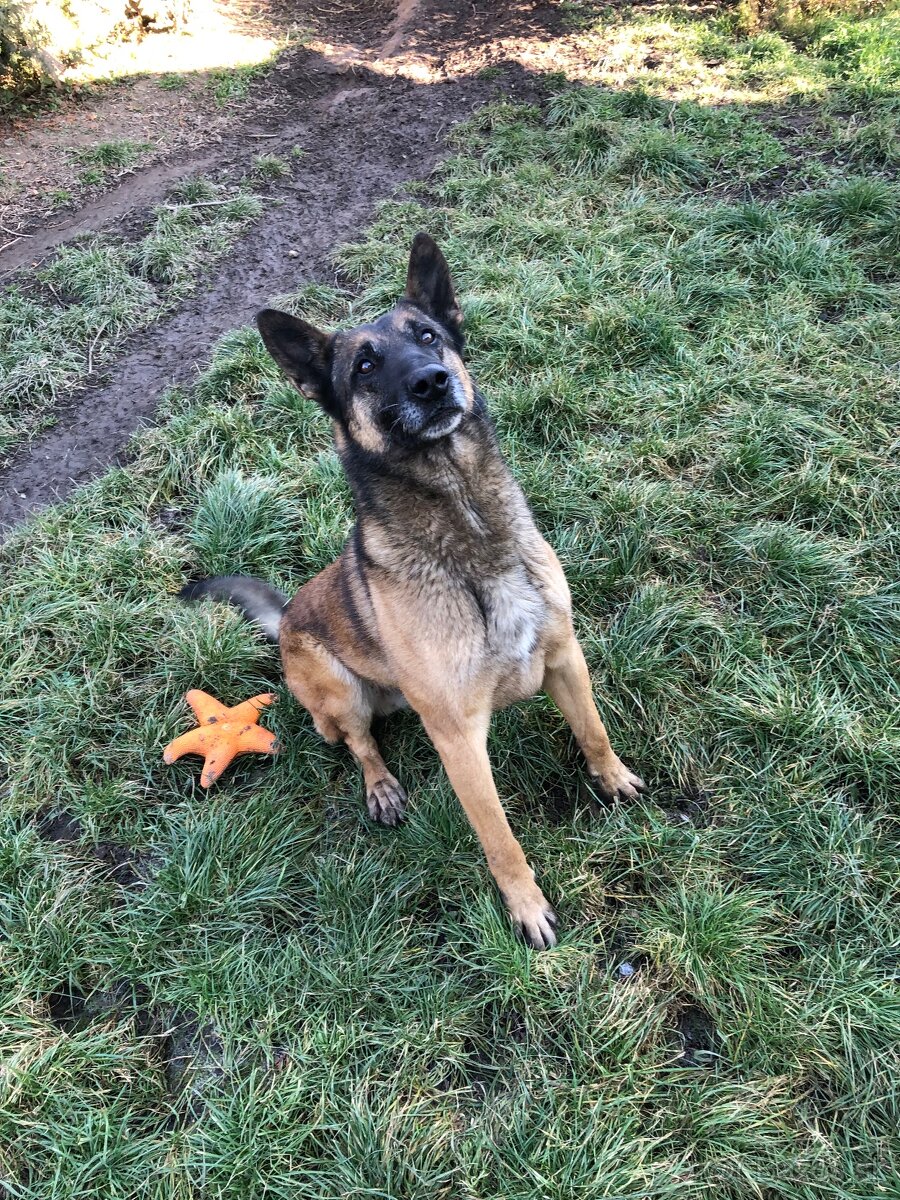 Belgicky ovčiak Malinois