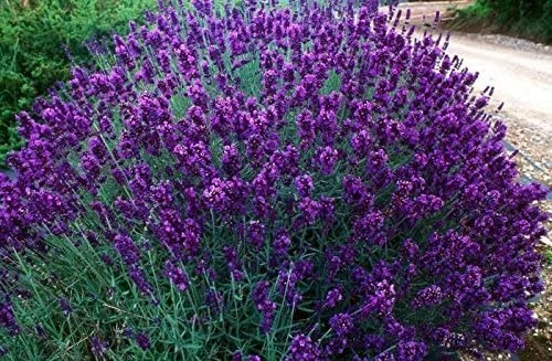 Levanduľa HIDCOTE BLUE