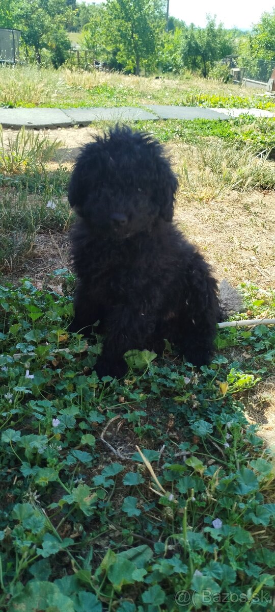 Puli na predaj/ Eladó puli kölykök