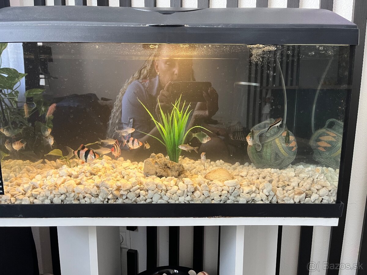 Predám aquarium aj zo skrinkou