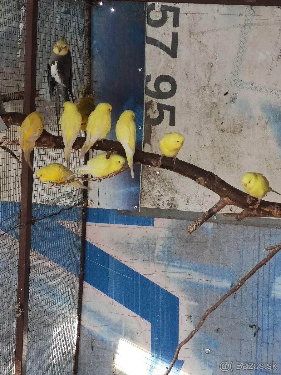 Andulky krajkove lutino