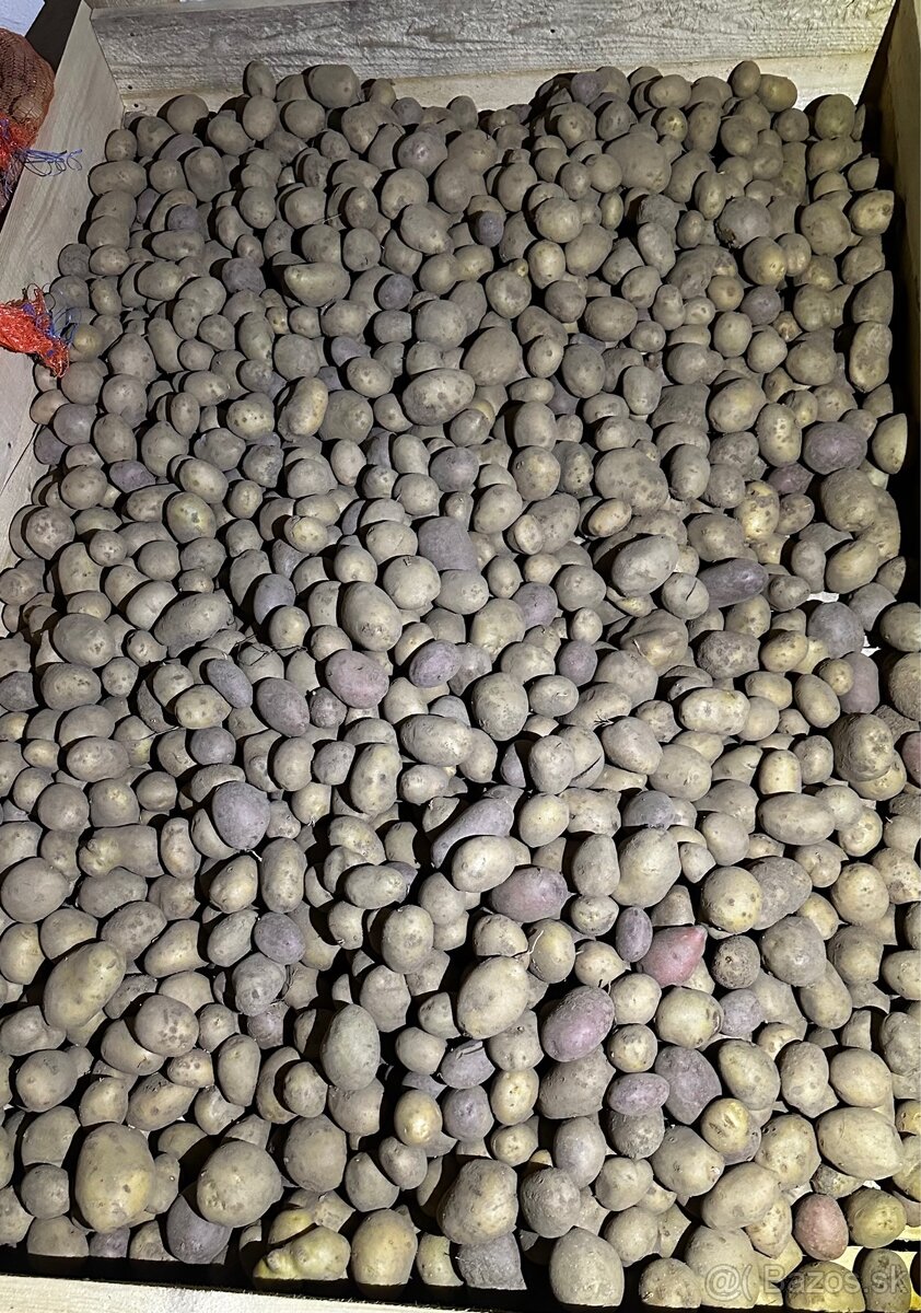 Predám zemiaky na zimné uskladnenie