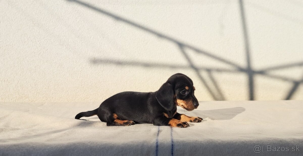 Jazvečík trpazličí