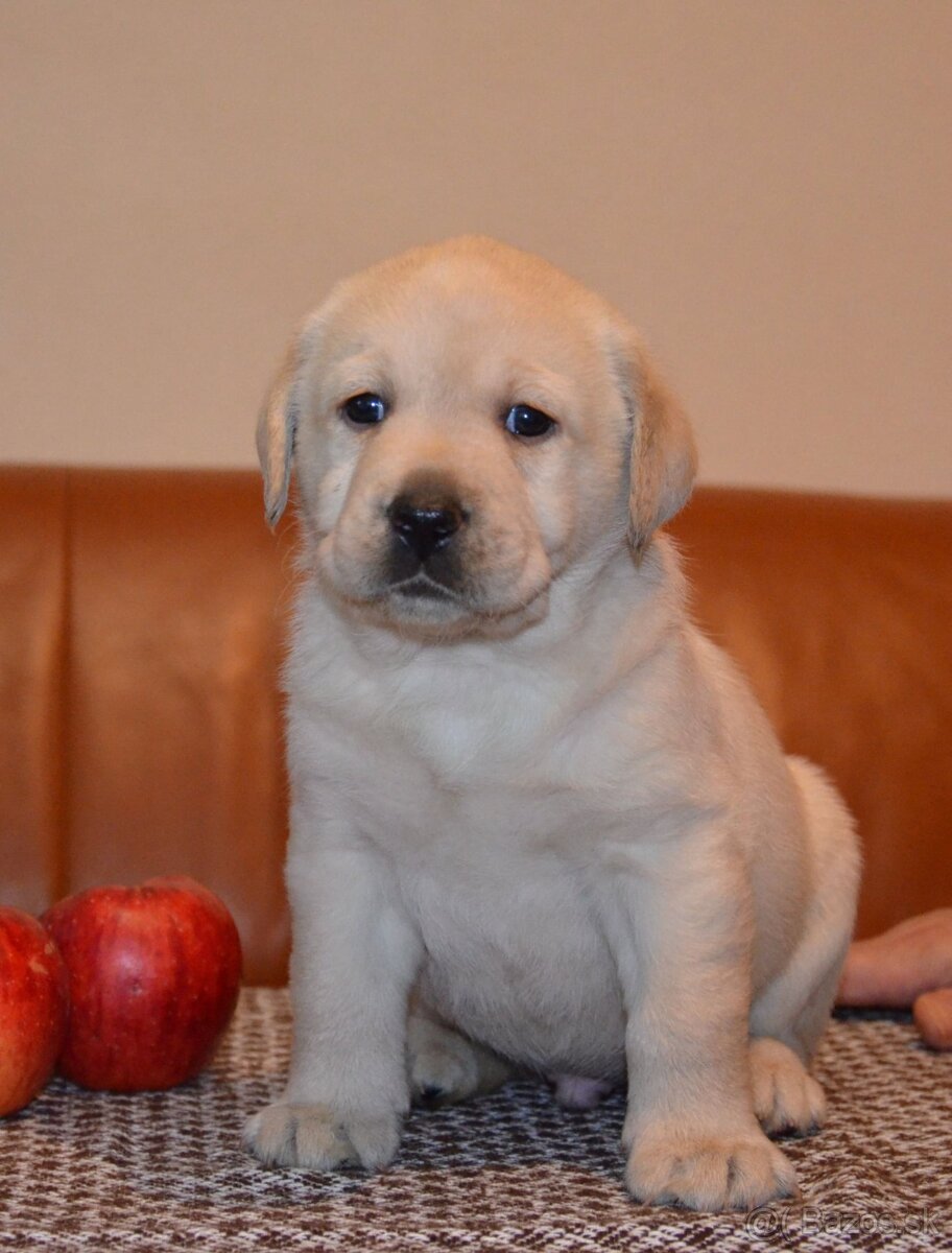 Labrador retriever šteniatka s PP