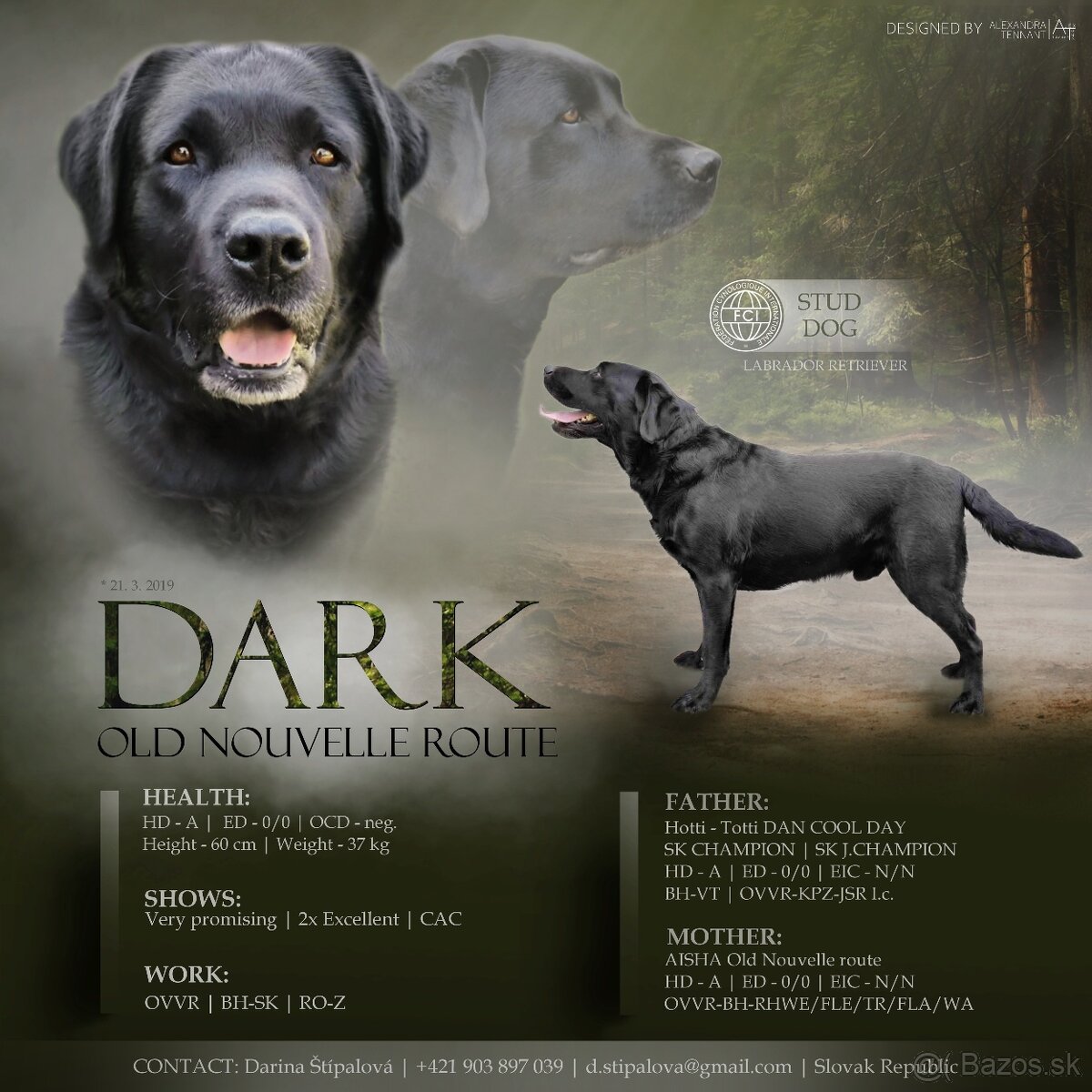 Ponúkam psa na krytie - labrador retriever