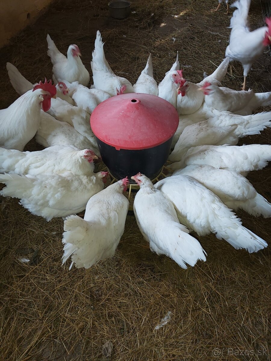 Leghorn,leghornky