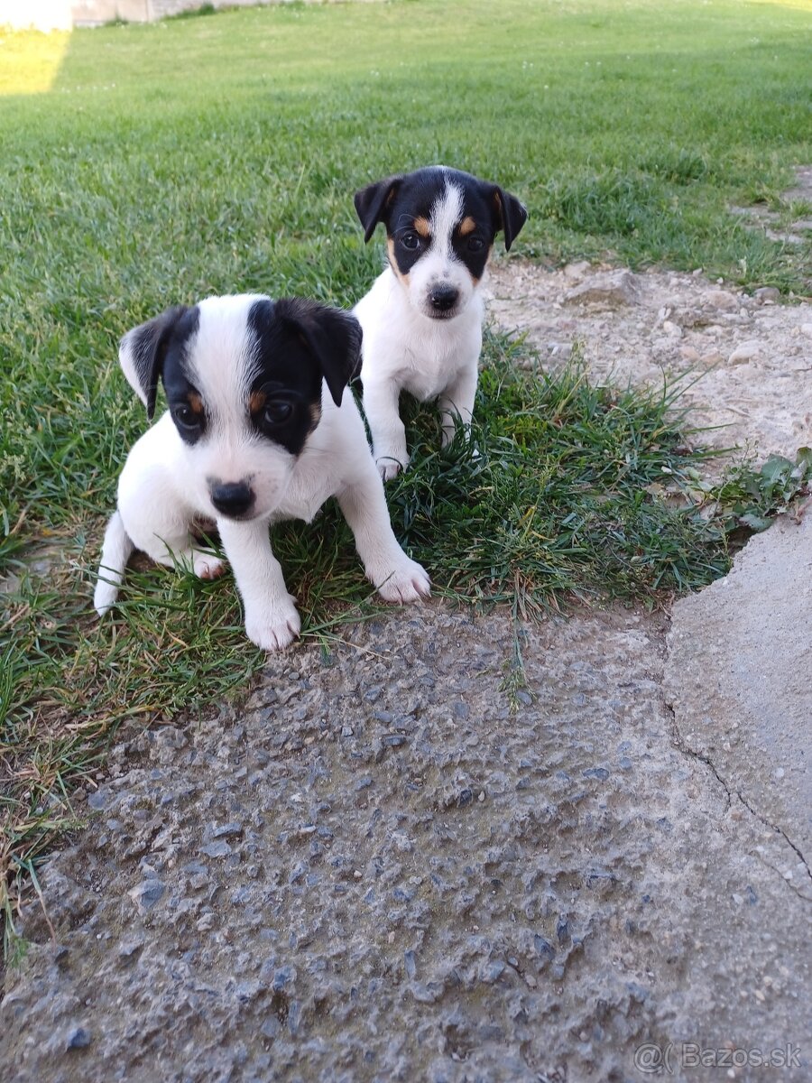 Šteniatka Jack Russel teriér