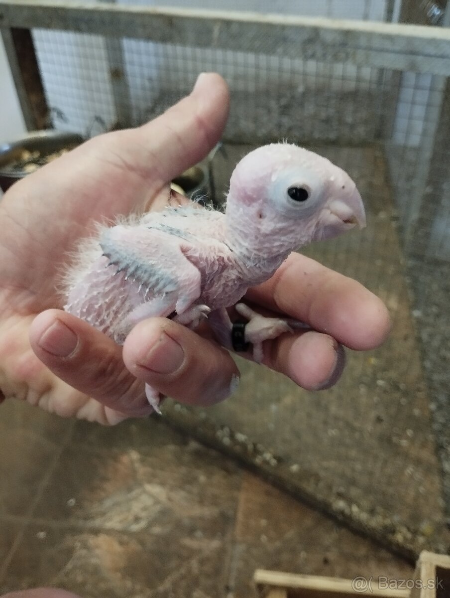 Amazonik bielobruchy