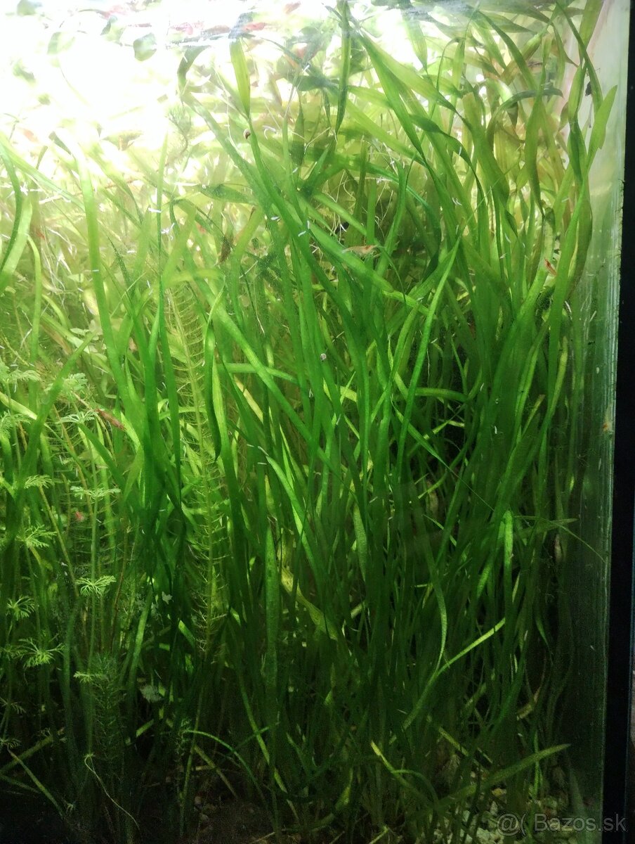 Vallisneria spiralis rastliny+5ks Krevetky