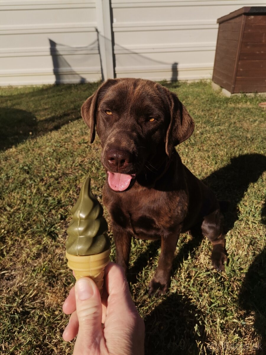 Čokoládový labrador
