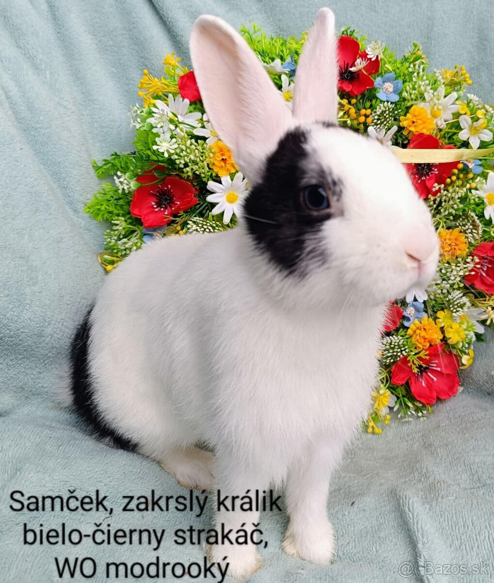 Zakrslý králik s VP - samček WO
