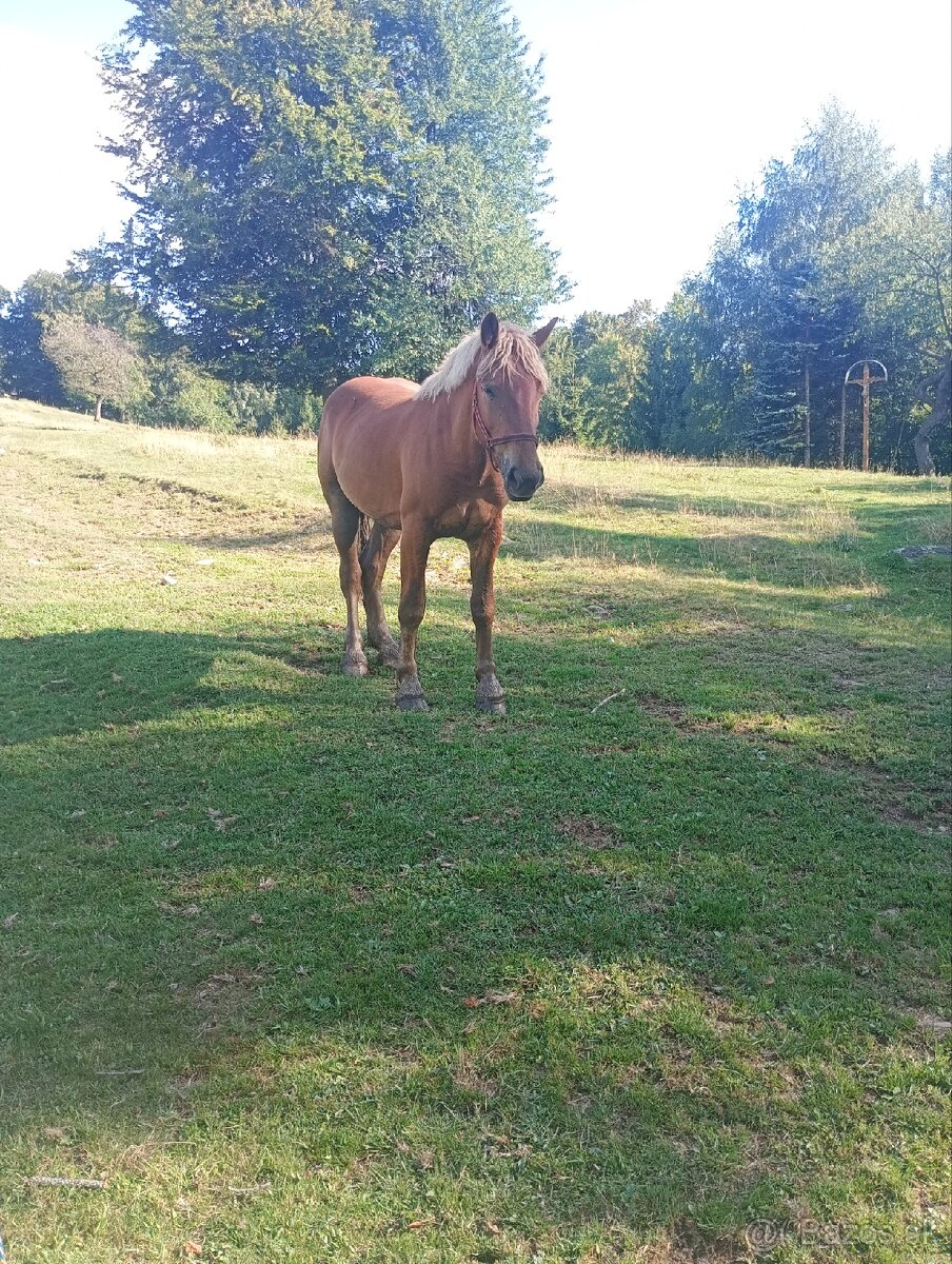 Predám ťažnu kobylu