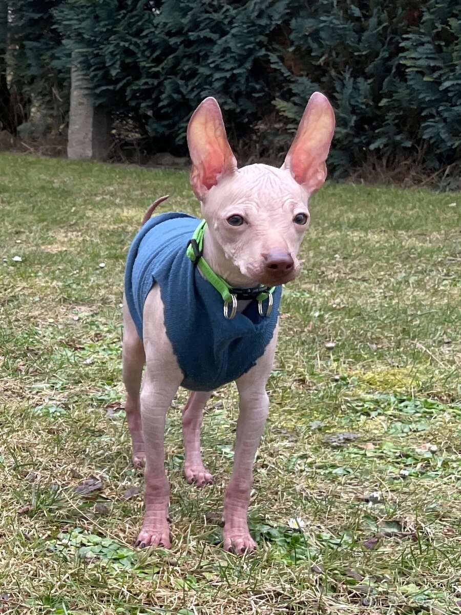 Peruánsky naháč malý - POSLEDNÝ VOĽNÝ PSÍK