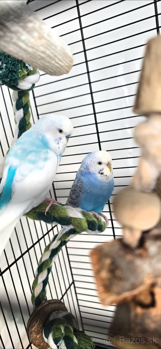 Andulky s klietkou