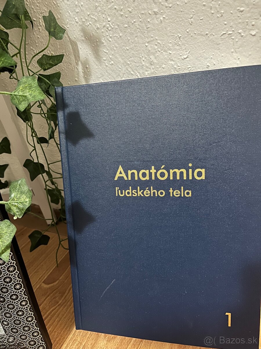 Anatómia Mráz